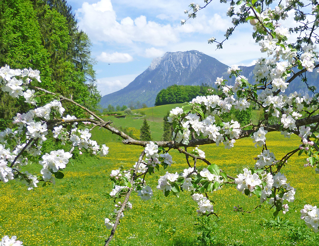 Blühender Kirschbaum mit Alpen im Hintergrund